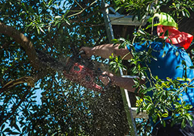 Best Tree Trimming Services in Killeen