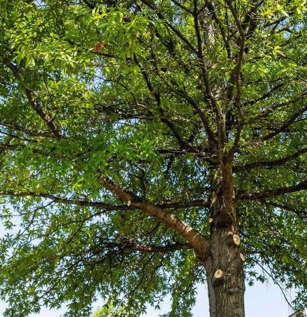 Professional Tree Trimming Services Temple TX