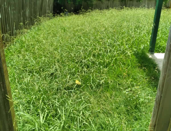 Professional Weed Removal Services Nolanville TX