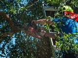 tree-trimming-services